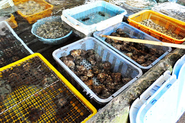 イタグレの喜怒哀楽と、俺たちの食|GW@2015in淡路島