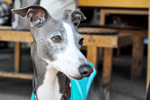 イタグレの喜怒哀楽と、俺たちの食|GW@2015in淡路島