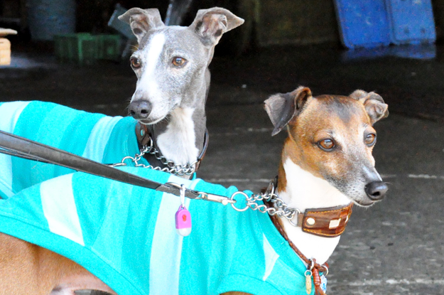 イタグレの喜怒哀楽と、俺たちの食|GW@2015in淡路島