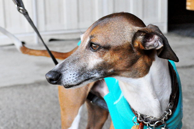 イタグレの喜怒哀楽と、俺たちの食|GW@2015in淡路島