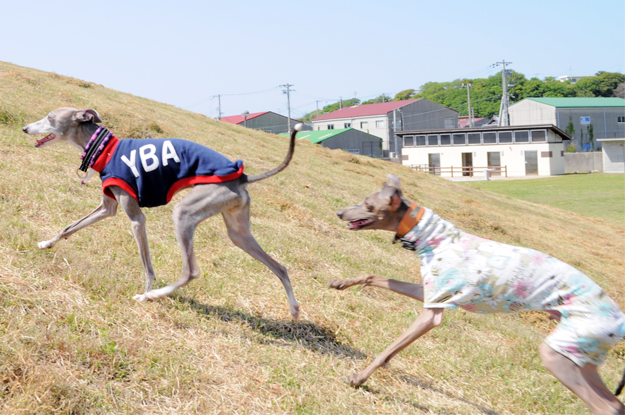 イタグレの喜怒哀楽と、俺たちの食|GW@2015in淡路島