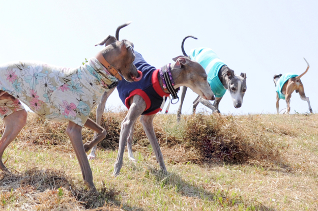 イタグレの喜怒哀楽と、俺たちの食|GW@2015in淡路島