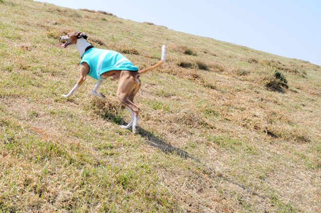 イタグレの喜怒哀楽と、俺たちの食|GW@2015in淡路島