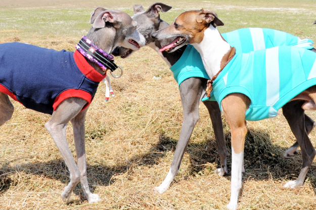 イタグレの喜怒哀楽と、俺たちの食|GW@2015in淡路島