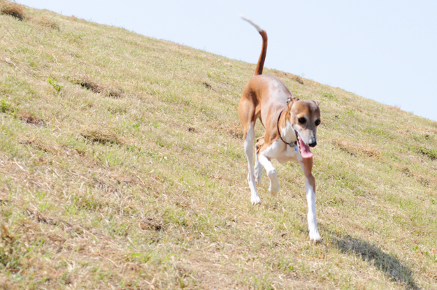 イタグレの喜怒哀楽と、俺たちの食|GW@2015in淡路島