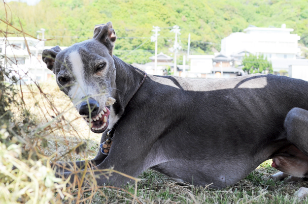 イタグレの喜怒哀楽と、俺たちの食|GW@2015in淡路島