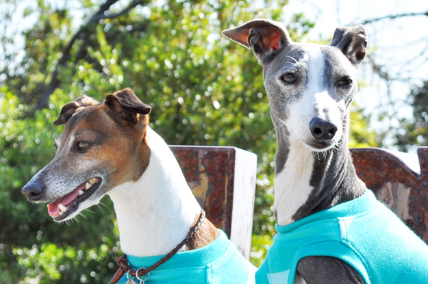イタグレの喜怒哀楽と、俺たちの食|GW@2015in淡路島