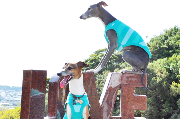 イタグレの喜怒哀楽と、俺たちの食|GW@2015in淡路島