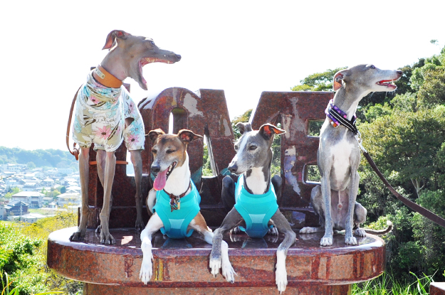 イタグレの喜怒哀楽と、俺たちの食|GW@2015in淡路島