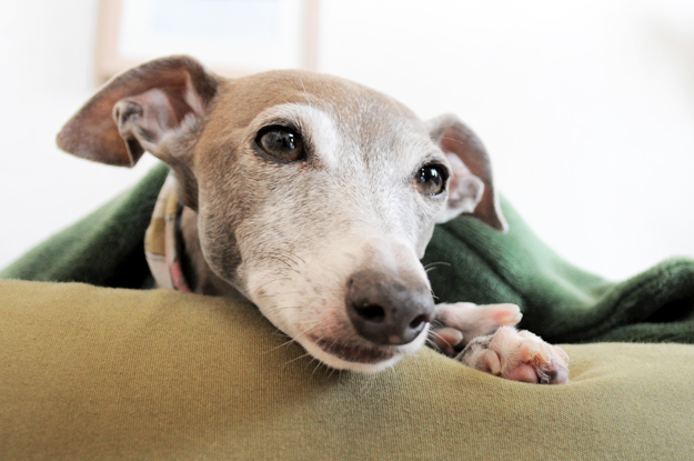 イタグレの喜怒哀楽と、俺たちの食|GW@2015in淡路島