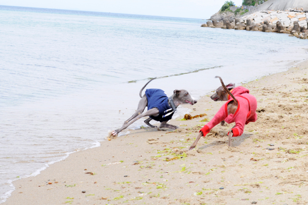 イタグレと歩く淡路島そして、俺たちのプチBBQ|GW2015@淡路島