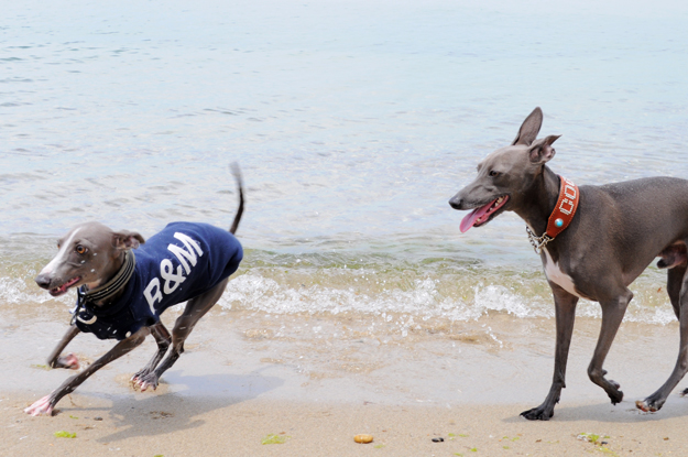 イタグレと歩く淡路島そして、俺たちのプチBBQ|GW2015@淡路島