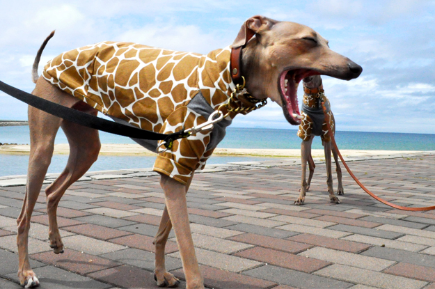 夫婦とイタキリンの旅の目的地｜GW2015@淡路島