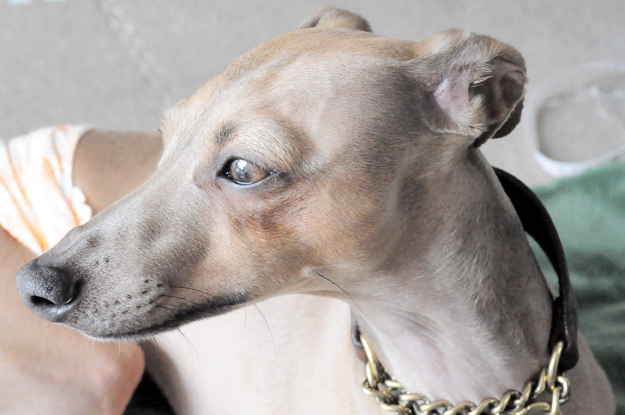 夫婦とイタキリンの旅の目的地｜GW2015@淡路島