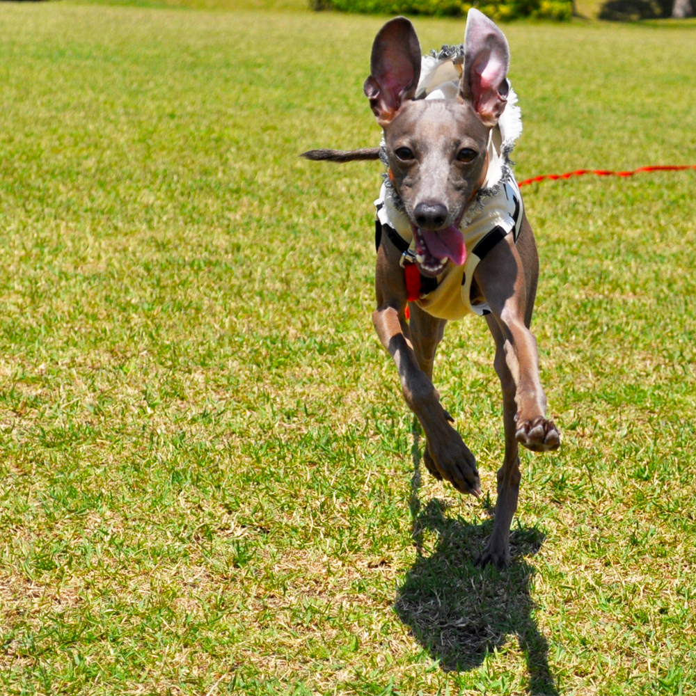 お待たせしました！リクエストから何ヶ月かかったんだろう？遂に完成したアニマル柄の犬服「キリン」「ゼブラ」「ウシ」