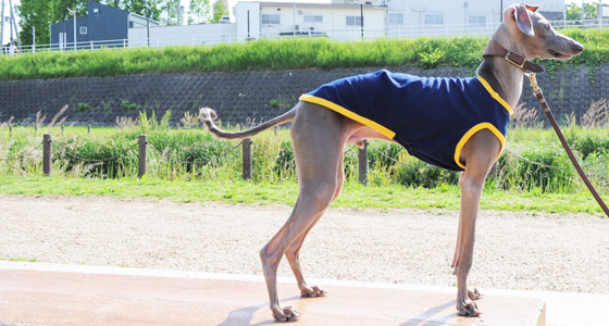 シンプルだからこそ、感じる。「犬服」スポーツニット/抗菌防臭/吸湿速乾/UVカットのお洋服