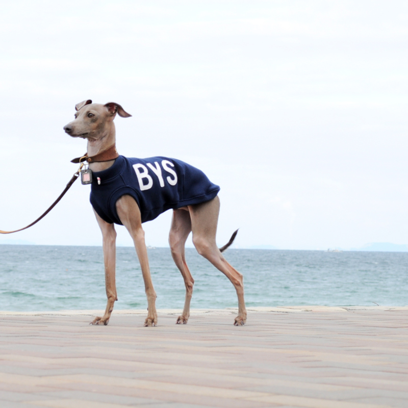 新作犬服「Baby Camouflage」と、夏の新着アイテム＆人気アイテム特集