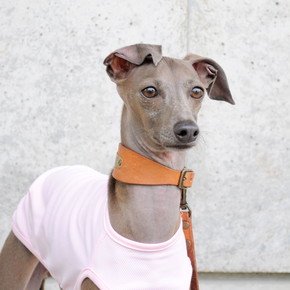 シンプルだからこそ、感じる。「犬服」スポーツニット/抗菌防臭/吸湿速乾/UVカットのお洋服