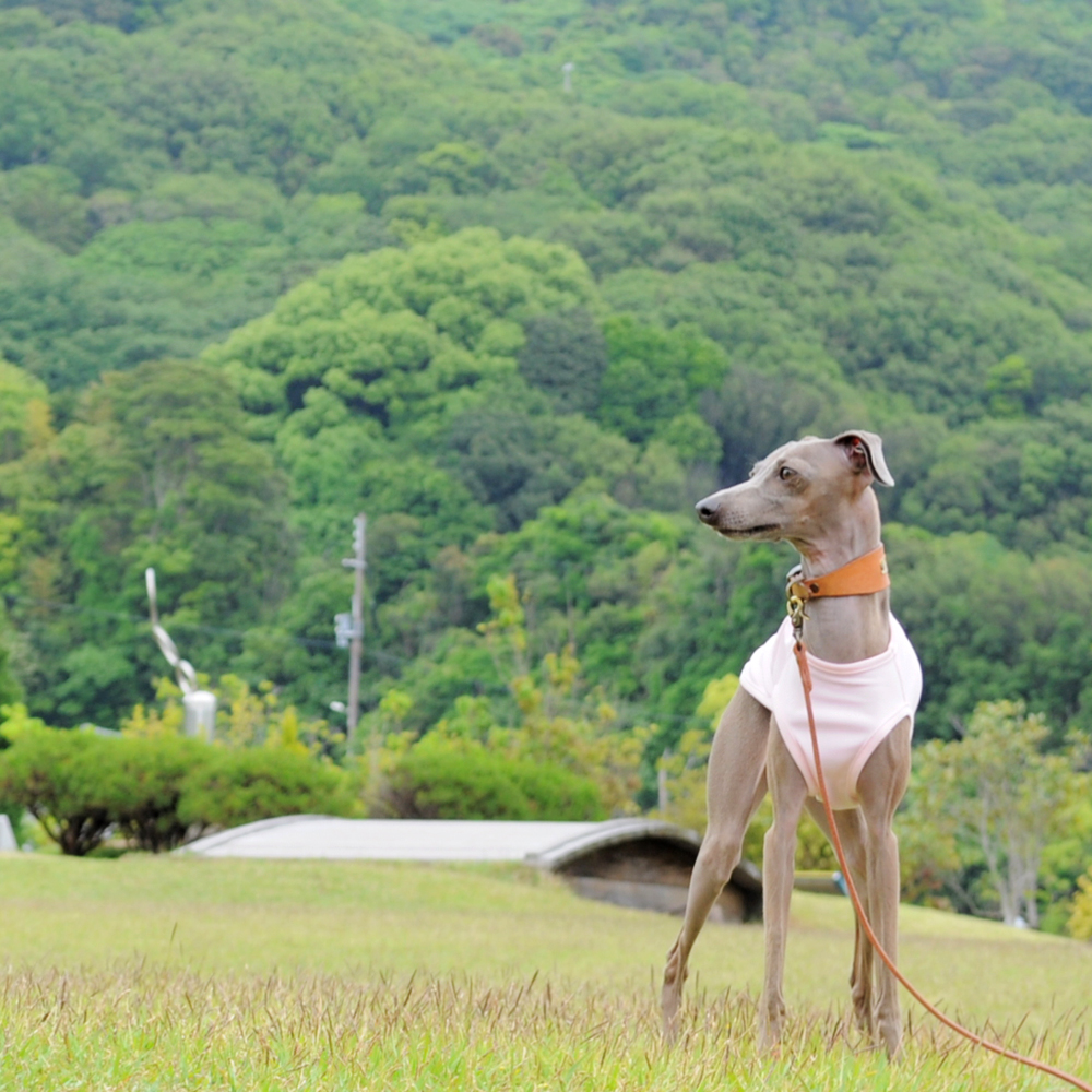 シンプルだからこそ、感じる。「犬服」スポーツニット/抗菌防臭/吸湿速乾/UVカットのお洋服