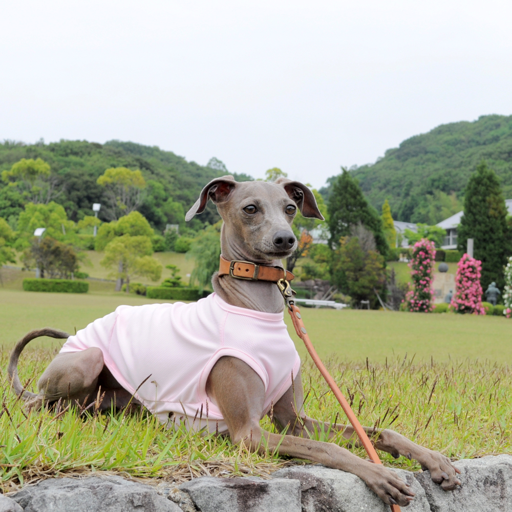 シンプルだからこそ、感じる。「犬服」スポーツニット/抗菌防臭/吸湿速乾/UVカットのお洋服