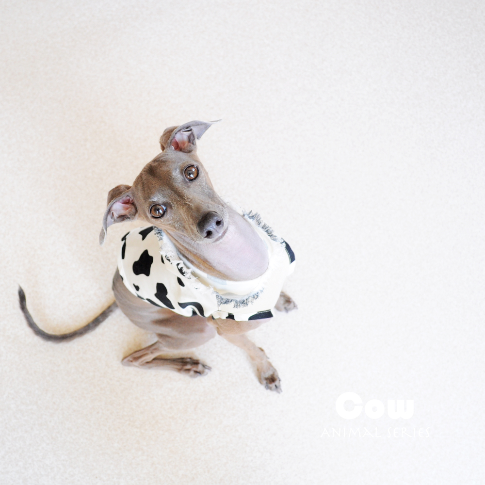 お待たせしました！リクエストから何ヶ月かかったんだろう？遂に完成したアニマル柄の犬服「キリン」「ゼブラ」「ウシ」