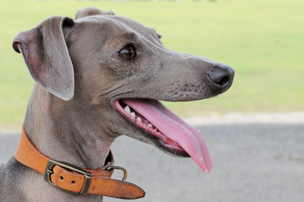 イトピンBuono!の心と、俺の気分と、よっちゃんの気持ち