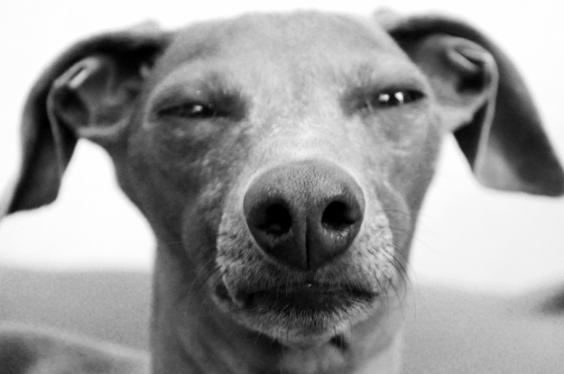 梅雨の淡路島、イタグレBuono!が暇そうなので、なんとなく写真を撮ってみた