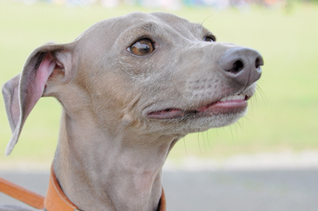 イトピンBuono!の心と、俺の気分と、よっちゃんの気持ち
