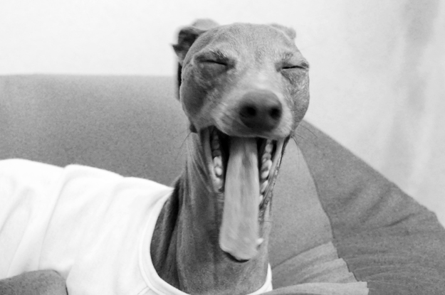 梅雨の淡路島、イタグレBuono!が暇そうなので、なんとなく写真を撮ってみた