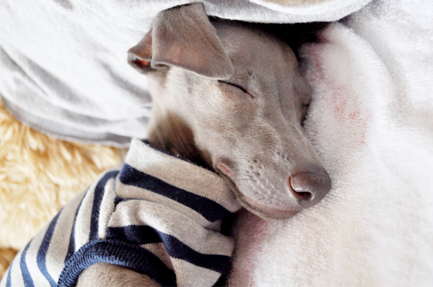 犬服｜パピーサイズ「パピーちゃんのお洋服の選び方」