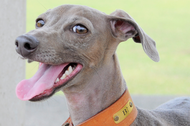 イトピンBuono!の心と、俺の気分と、よっちゃんの気持ち