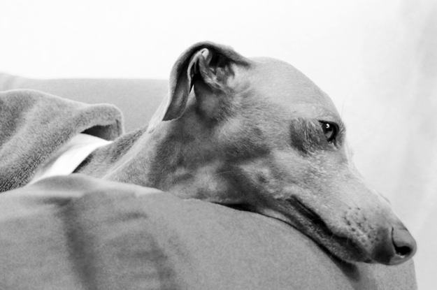 梅雨の淡路島、イタグレBuono!が暇そうなので、なんとなく写真を撮ってみた