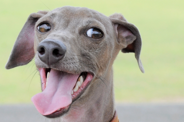 イトピンBuono!の心と、俺の気分と、よっちゃんの気持ち