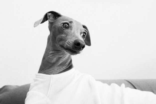梅雨の淡路島、イタグレBuono!が暇そうなので、なんとなく写真を撮ってみた