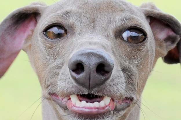 イトピンBuono!の心と、俺の気分と、よっちゃんの気持ち