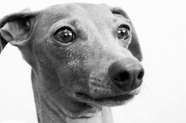 梅雨の淡路島、イタグレBuono!が暇そうなので、なんとなく写真を撮ってみた