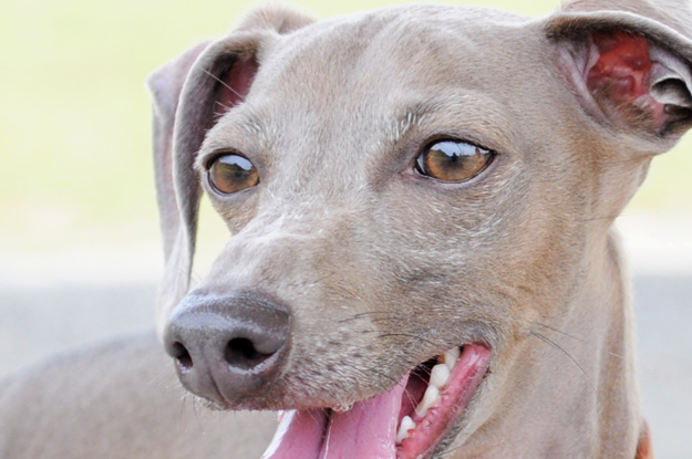 イトピンBuono!の心と、俺の気分と、よっちゃんの気持ち