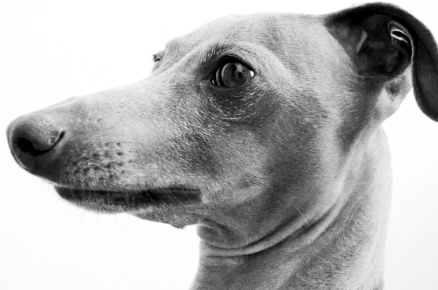 梅雨の淡路島、イタグレBuono!が暇そうなので、なんとなく写真を撮ってみた