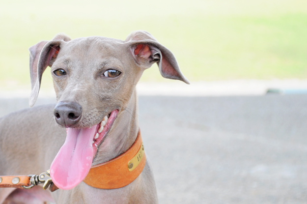 イトピンBuono!の心と、俺の気分と、よっちゃんの気持ち