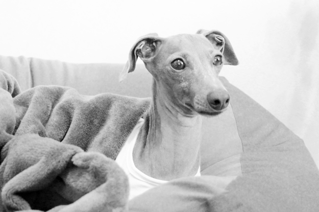 梅雨の淡路島、イタグレBuono!が暇そうなので、なんとなく写真を撮ってみた