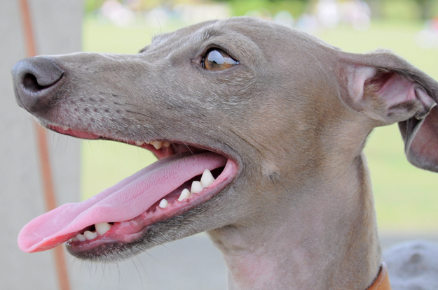 イトピンBuono!の心と、俺の気分と、よっちゃんの気持ち