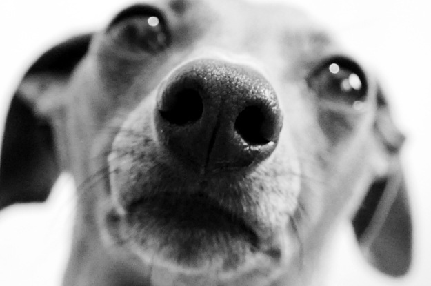 愛犬のご飯で悩んでることありますか?④カリカリご飯だけだと全然足りなさそう