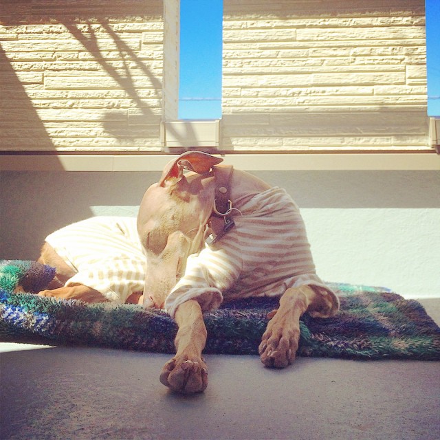 365日どこでも寝袋大好き！「犬用の寝袋＆カフェマット」