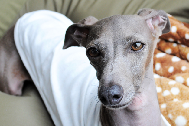 「七輪レシピ」パンにも、ビールやワインのアテにもピッタリ!「にんにく香るごろごろベーコンのピリ辛トマト煮」