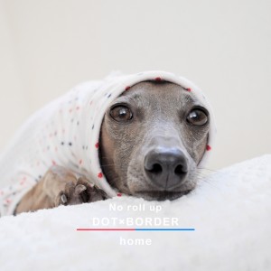 「ロールアップしよう♪」をテーマに新作の犬服を作りました|スチュエーションに合わせてお洒落を楽しもう♪