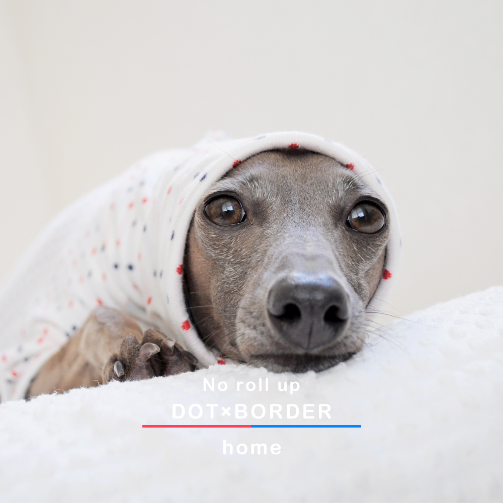 「ロールアップしよう♪」をテーマに新作の犬服を作りました｜スチュエーションに合わせてお洒落を楽しもう♪