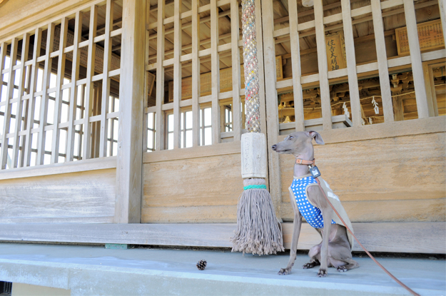 6月1日に感じたこと。「散歩道」