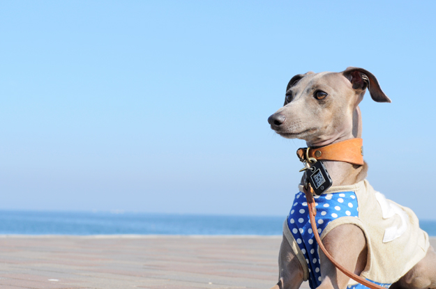 6月1日に感じたこと。「散歩道」
