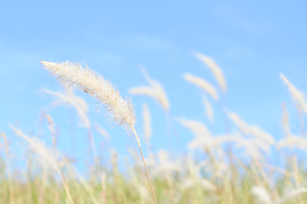 6月1日に感じたこと。「散歩道」