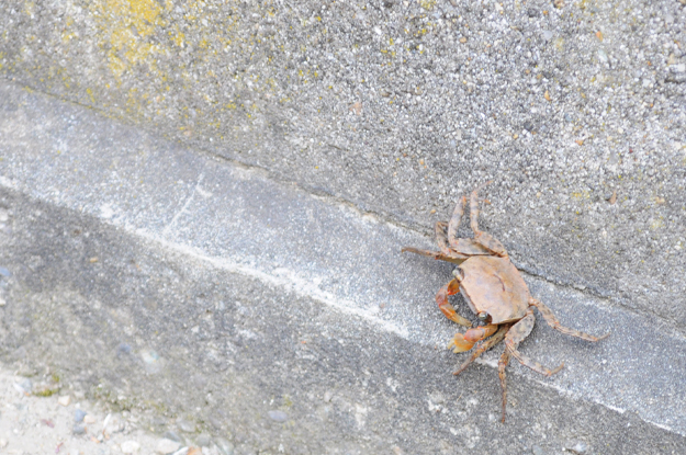 6月1日に感じたこと。「散歩道」